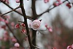 梅花
