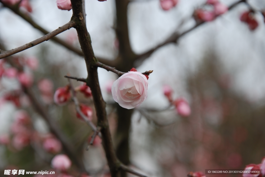 梅花