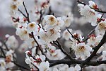 梅花