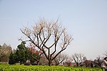 梅花树