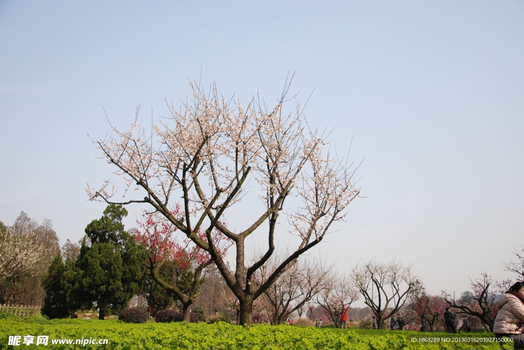 梅花树