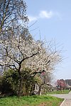 梅花树