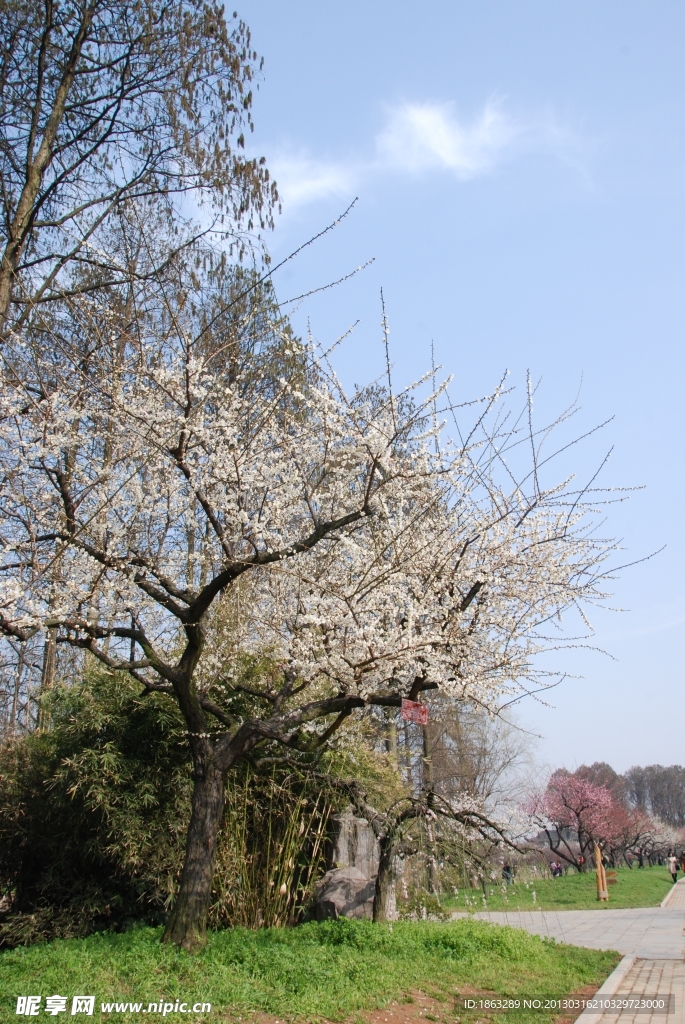 梅花树