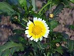 小菊花