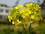 油菜花