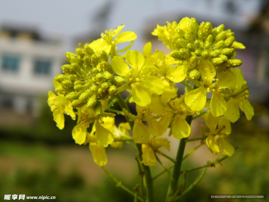 油菜花