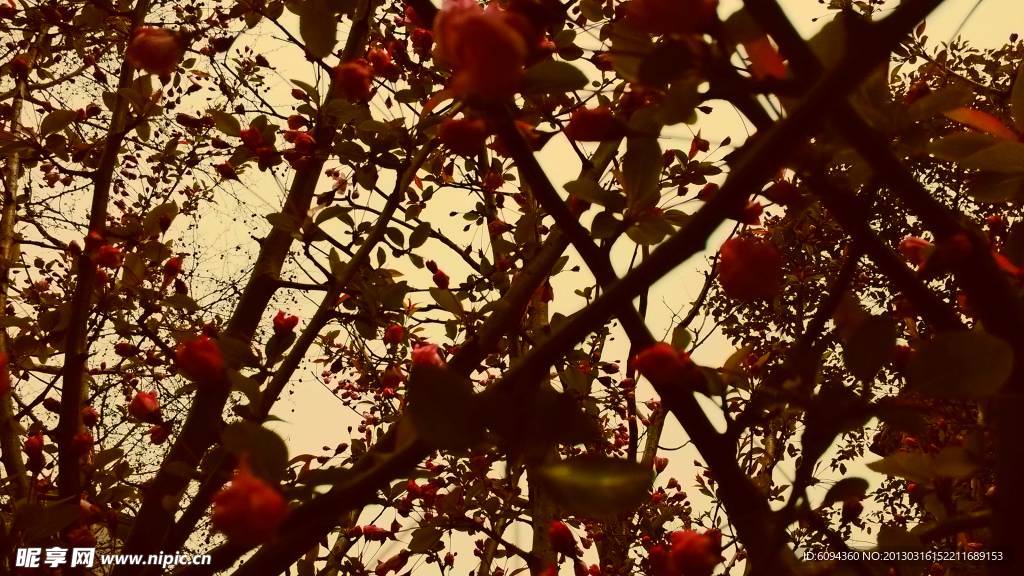 花开