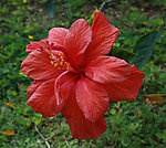 扶桑 朱槿花
