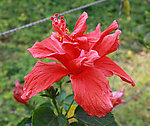 朱槿花