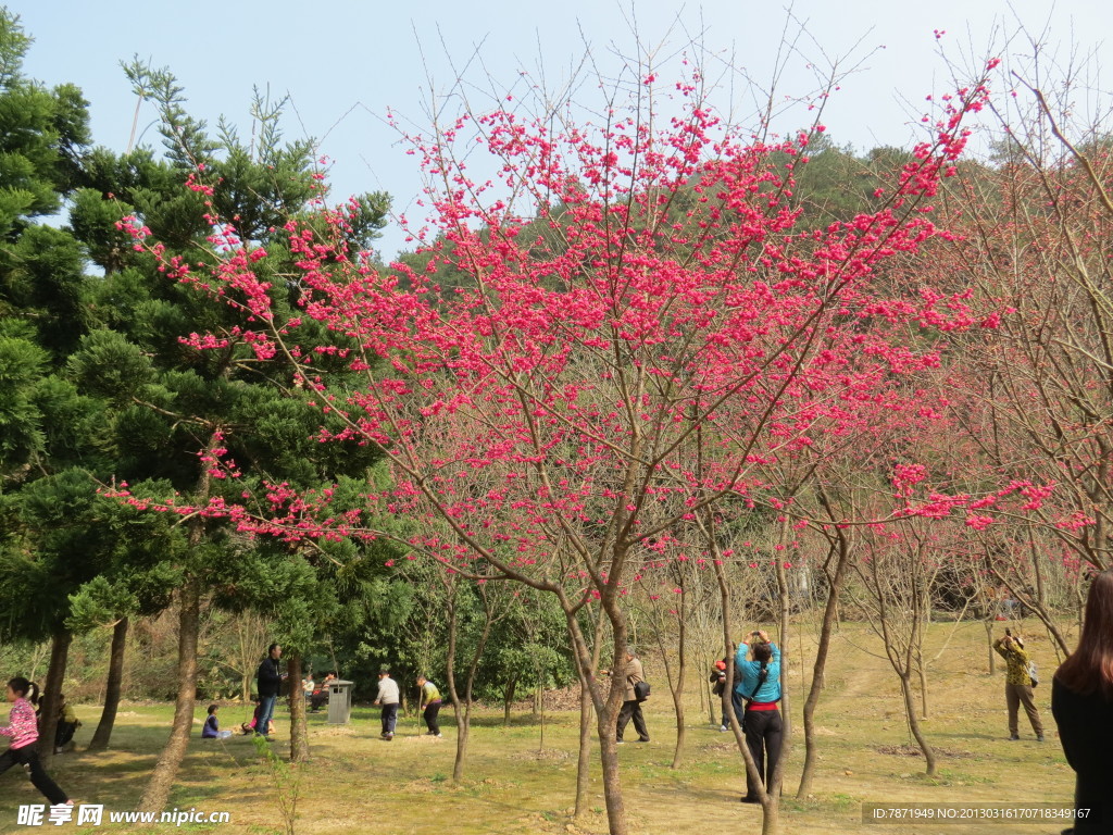 桃红桃花
