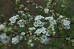 细米花
