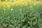 油菜