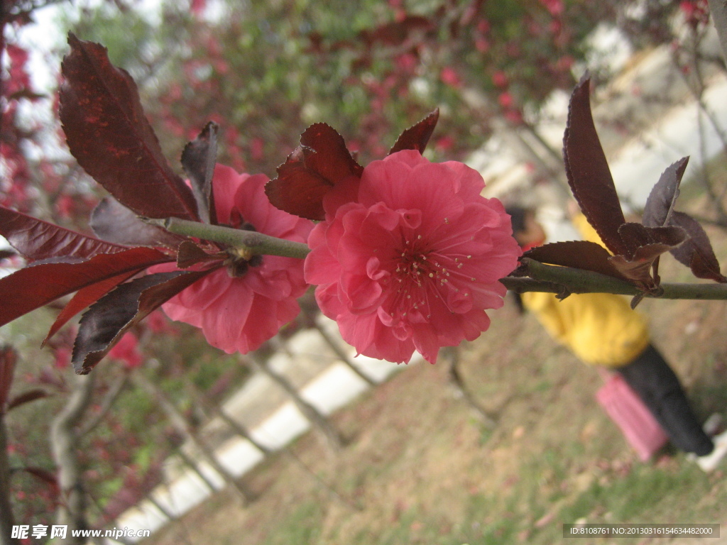 樱花