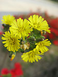 野菊花