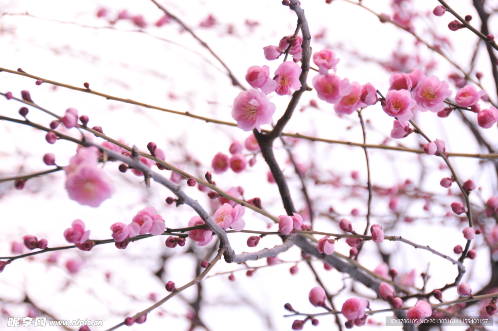 桃花朵朵开