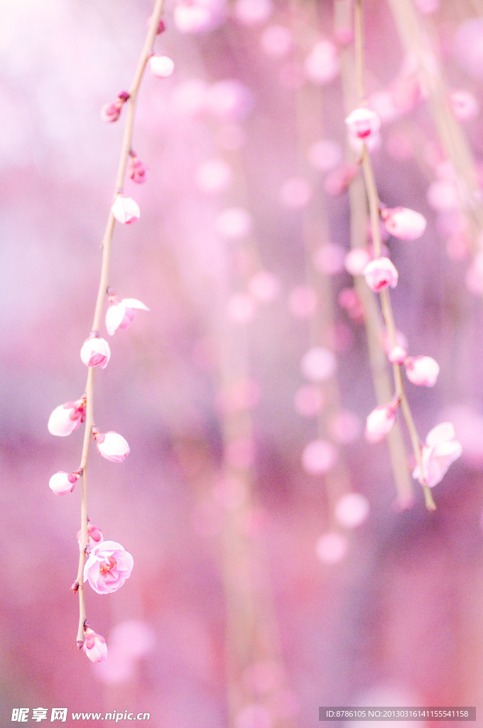 梦幻花朵背景