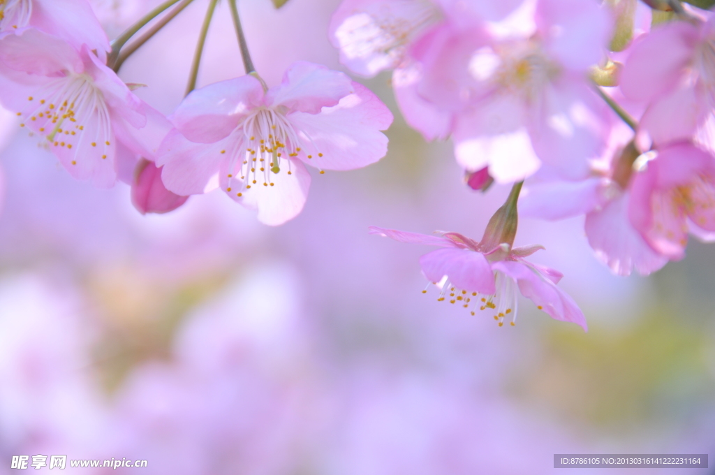 梦幻桃花背景