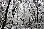 雪景