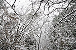 雪景
