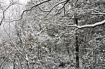雪景