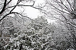雪景