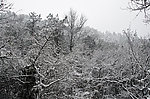 雪景