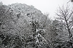雪景