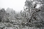 雪景