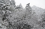 雪景