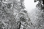 雪景