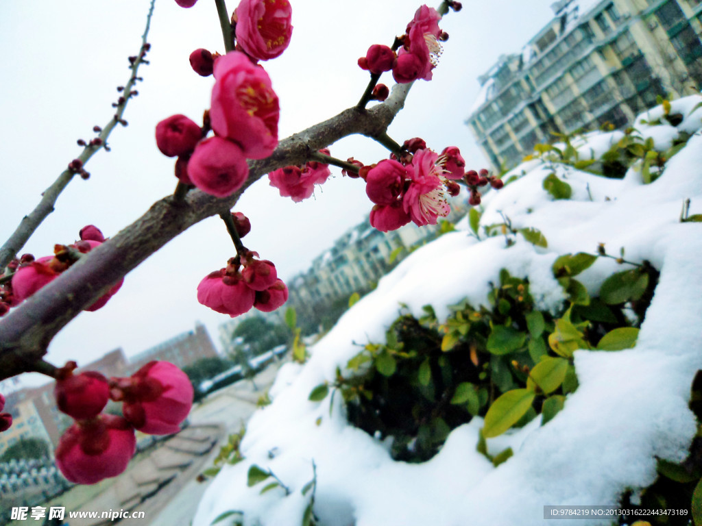 梅花 雪景