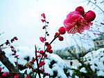 梅花 雪景