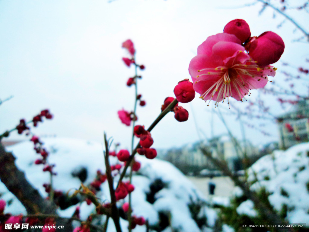 梅花 雪景