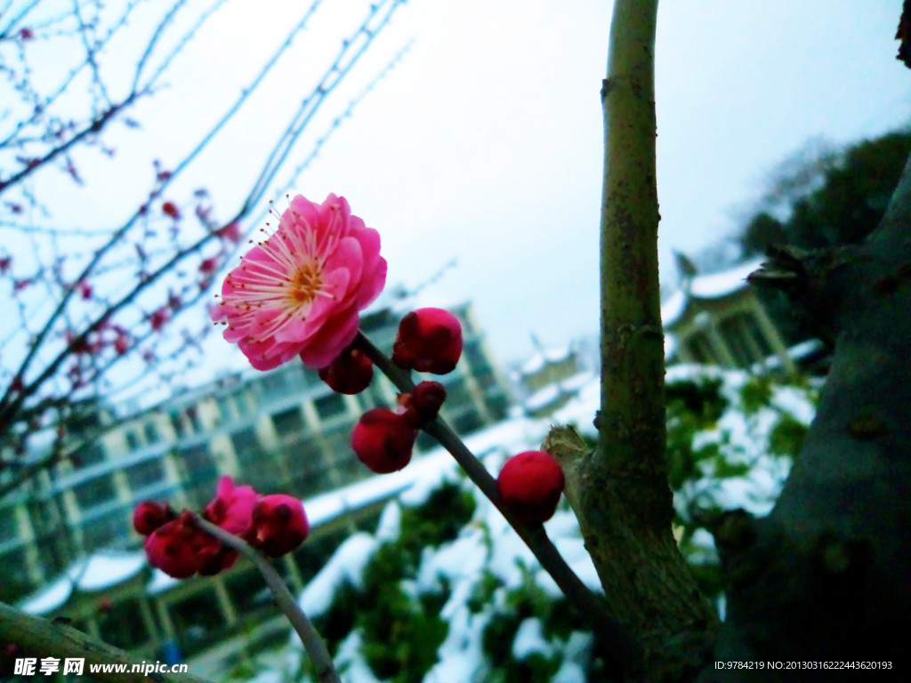 梅花 雪景