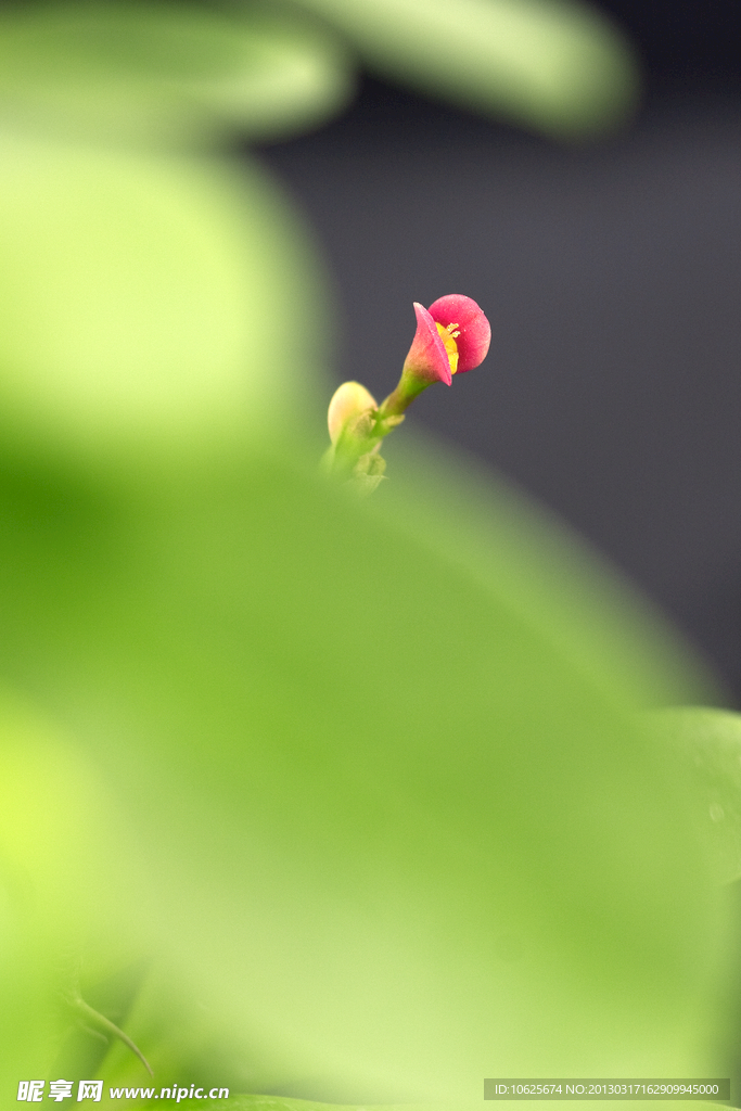 刺梅花