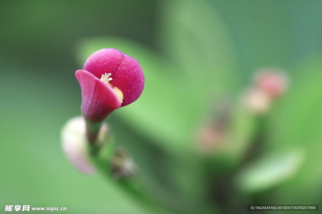 刺梅花