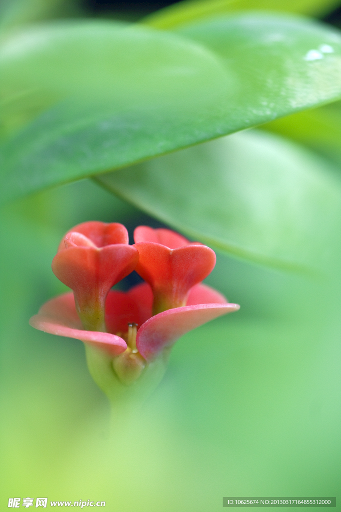 刺梅花