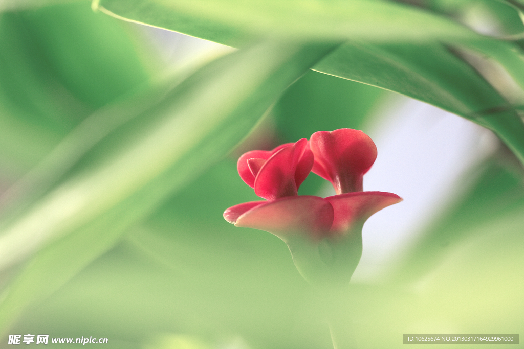 刺梅花