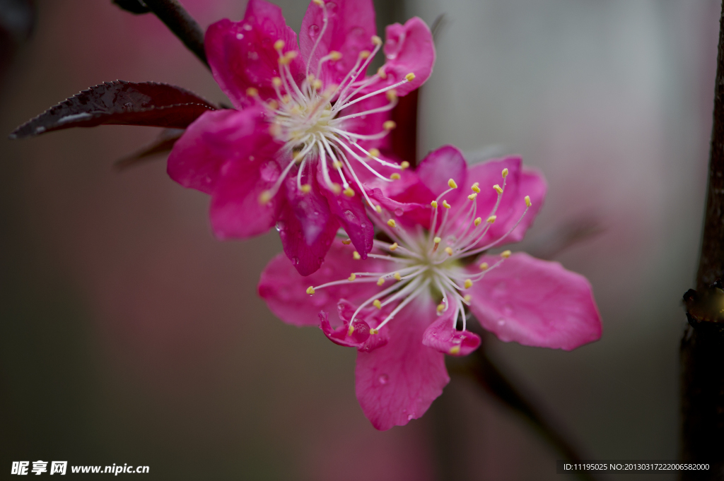 两朵桃花