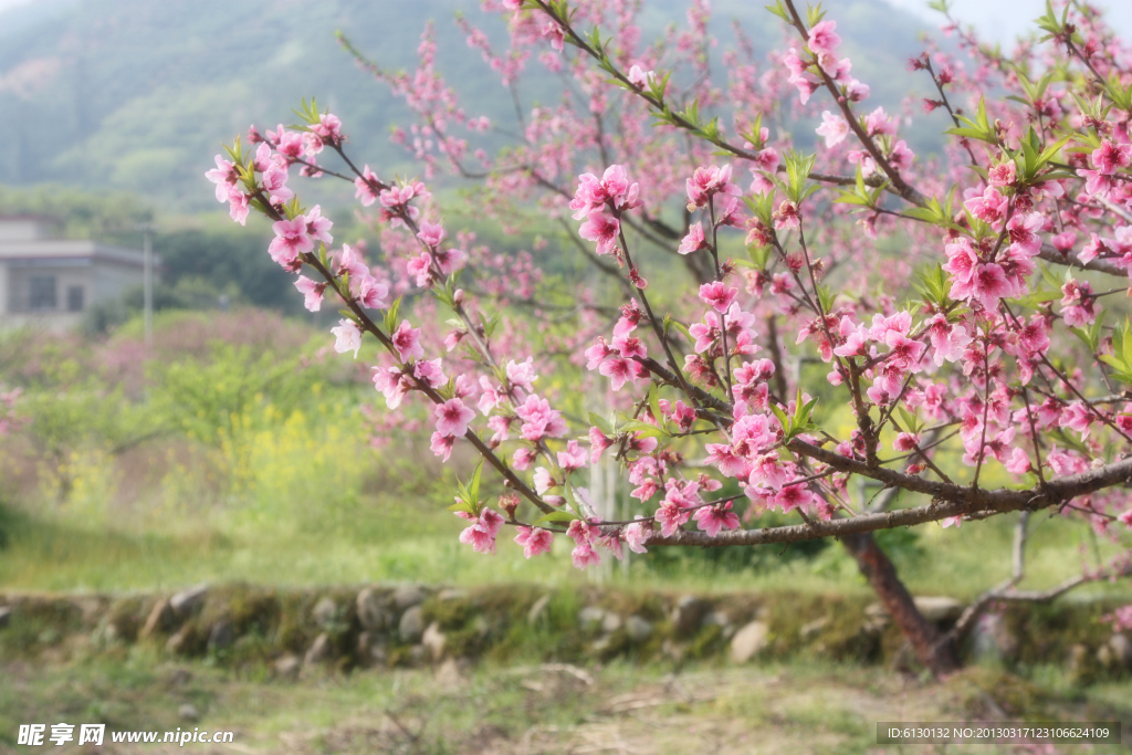 桃花