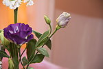 紫色玫瑰花艺