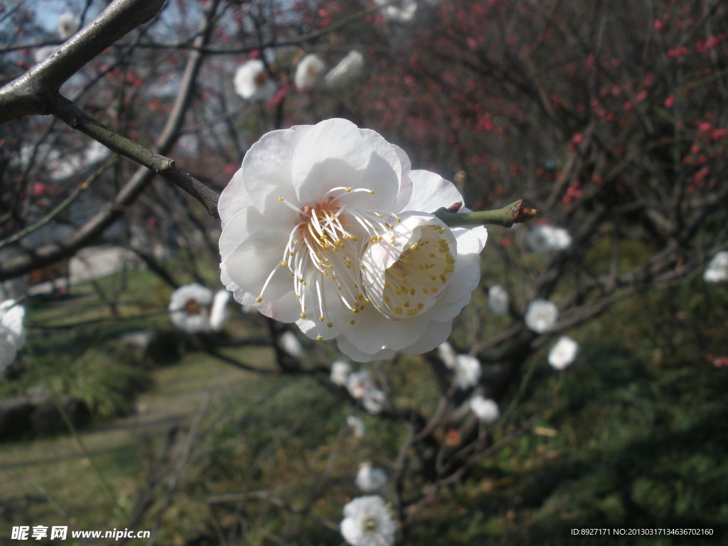 梅花
