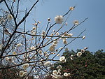 梅花