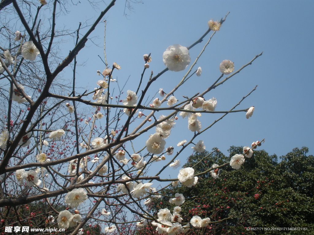 梅花