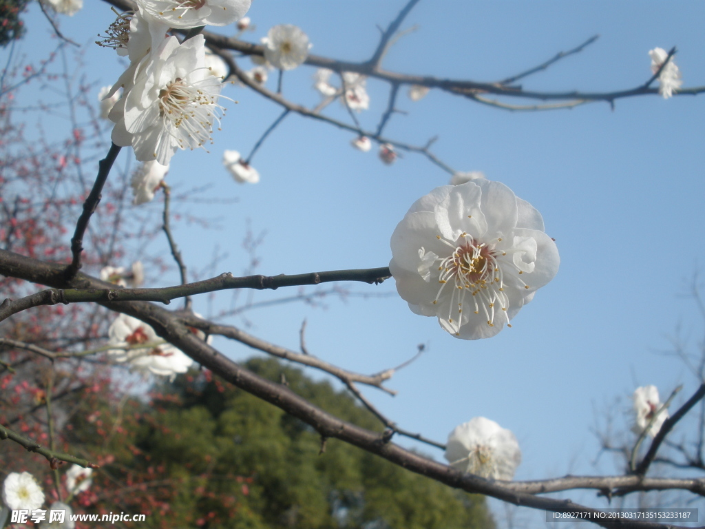 梅花
