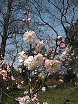 梅花