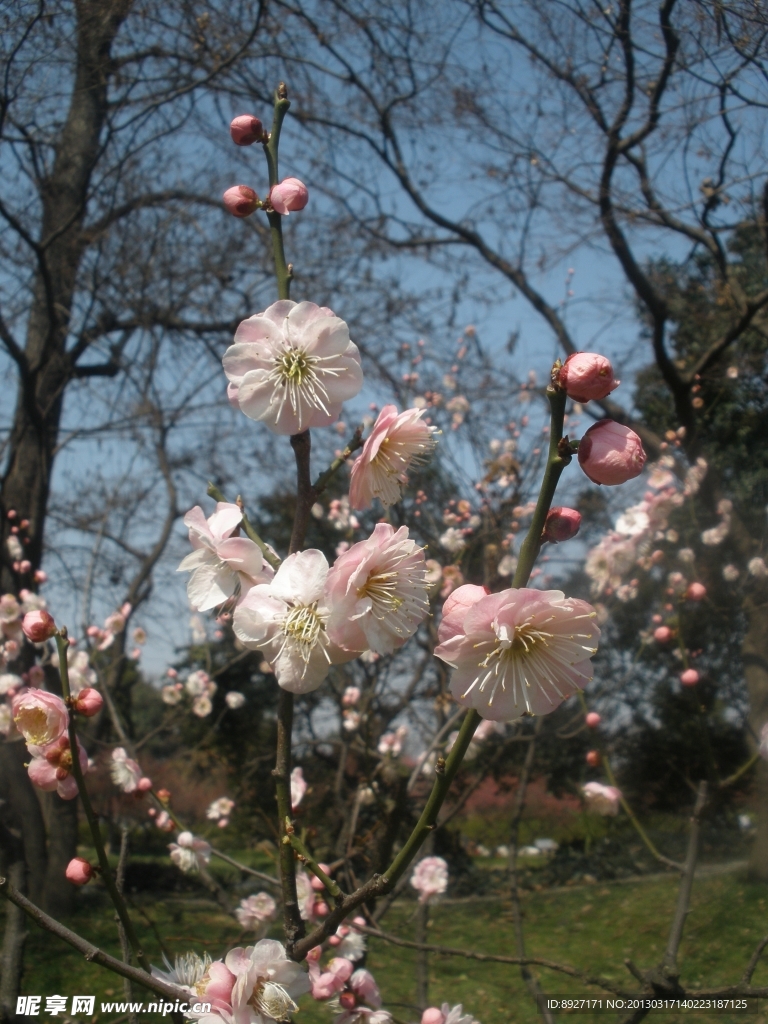 梅花