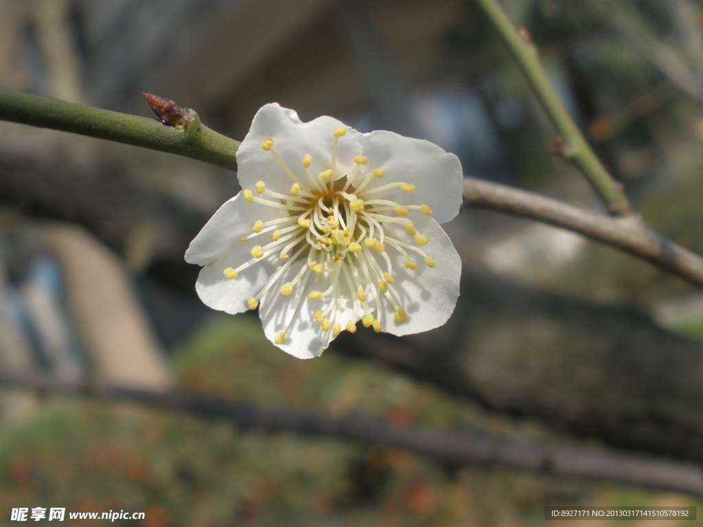 梅花
