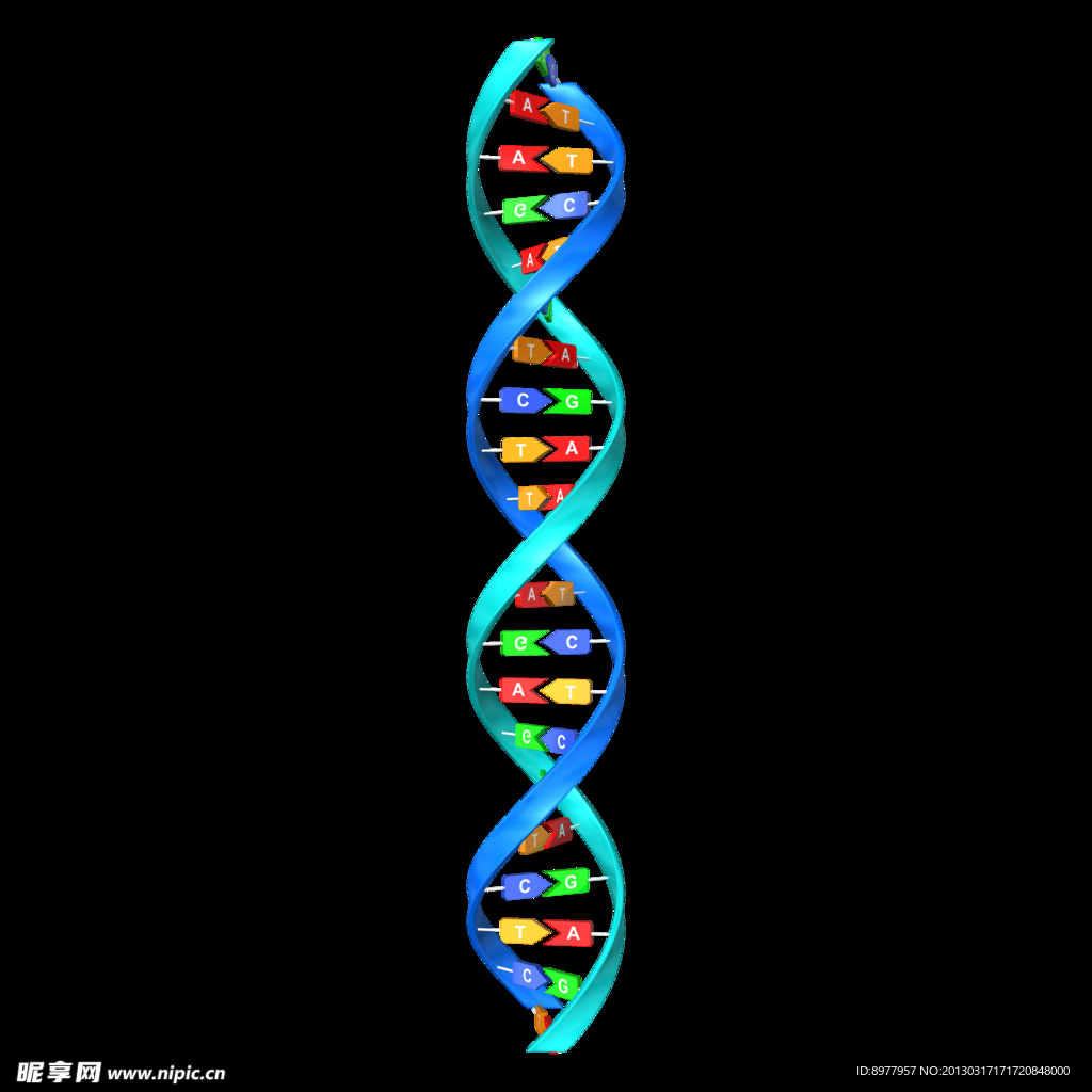 DNA 双螺旋