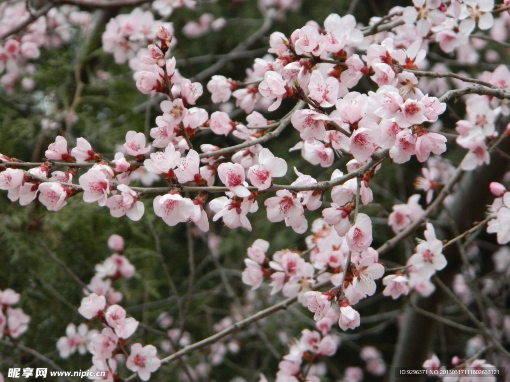 桃花